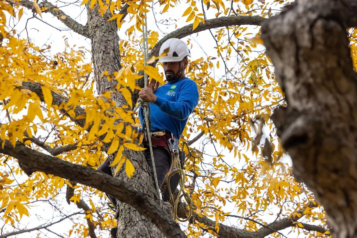 Skilled Tree Transplanting crew working in Newark